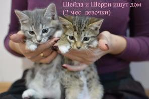 Четыре чудесных малюсеньких котеночка.