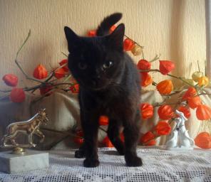 Королевская кошка в дар