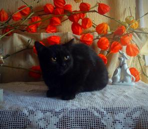 В дар маленький чертёнок