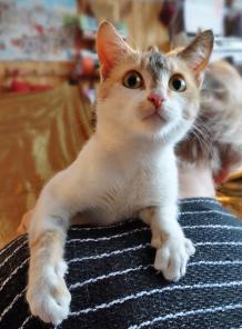 Котенок Глория - полет фантазии в дар!