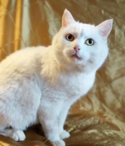Кошка Анабелла светлая душа ищет дом
