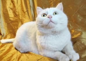 Кошка Анабелла светлая душа ищет дом