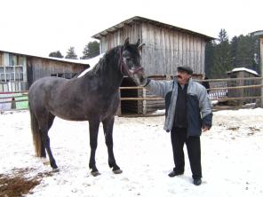 Орловский рысак 2006 г.р.