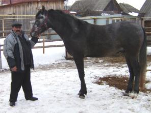 Орловский рысак 2006 г.р.
