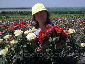 Саженцы роз почтойпо России и самовывозом из Домодедодово