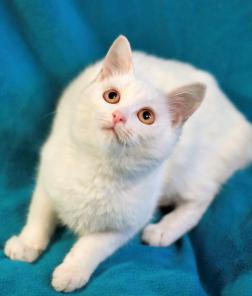 Котенок Снегурочка в дар