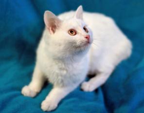 Котенок Снегурочка в дар