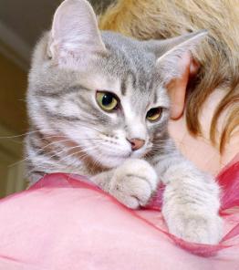 Ищет дом трепетная котенок Сэра.