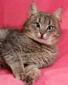 Косоглазое чудо котенок Панночка в дар