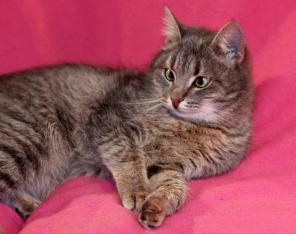 Косоглазое чудо котенок Панночка в дар