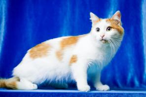 Молодой котик Орфей в дар