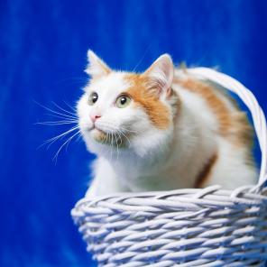 Молодой котик Орфей в дар