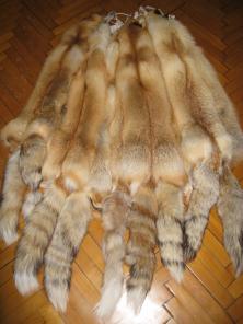 Продам Сибирские шкуры рыжей лисы.