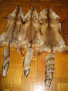 Продам Сибирские шкуры рыжей лисы.