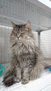 Кошечка в добрые руки