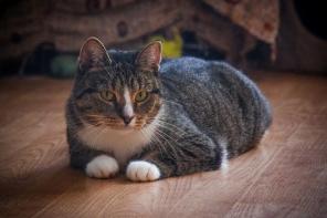 Кошка Сима в добрые руки.