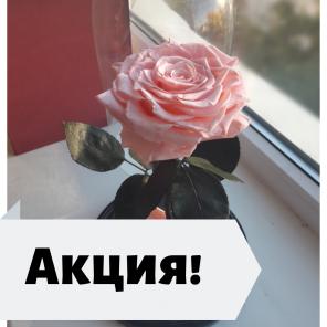 Подарок для любимой (Роза в колбе) Акция