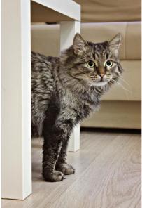 Молодой котик-сибиряк Кузенька в добрые руки