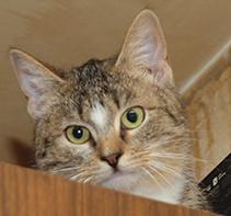 Шотландский котенок (метис) Чика, яркий браун табби с белым, 7 месяцев