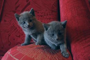 Продам котят