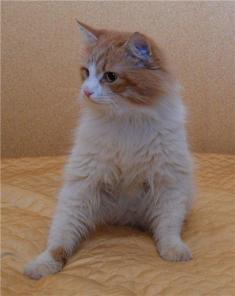 Кошки в дар