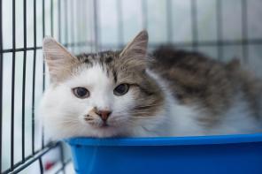 Кошечка в добрые руки