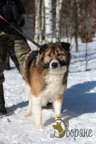 Умнейший пёс Гиви в дар