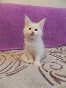 Котята Мейкун