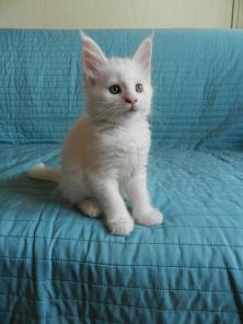 Котята Мейкун