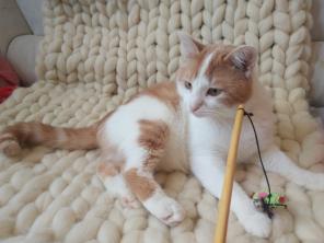 Два прекрасных котика ищут дом