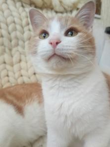 Котик Лукас ищет новый дом