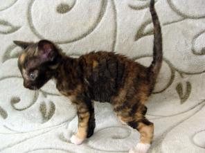 котёнок неаллергенной породы