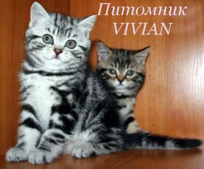 Британские котята вискас из питомника.