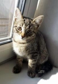 Клепа, Уля и Анфиса, очаровательные котята в добрые руки