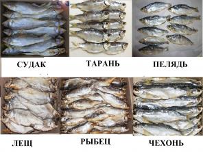 Сушеные морепродукты, вяленая, сушеная рыба, рыбные снеки, закуски к пиву оптом