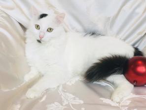 Роскошный молодой котик Балу в поисках семьи!