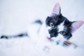 чудесный котик Мурчело в добрые руки!