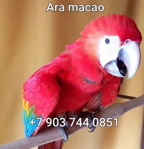 Красный ара (ara macao) - абсолютно ручные птенцы из питомников Европы
