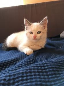 Отдам шикарного котенка