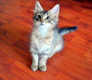 Котёнок в дар!