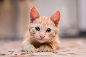 Солнечный котенок Фредди в дар!