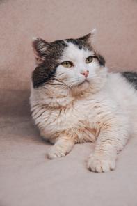 Бездомному коту очень нужен дом