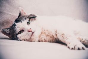Бездомному коту очень нужен дом