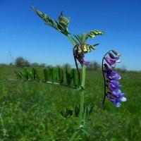 Семена вики озимой Глинковская