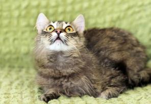 Котенок Афина - сибирячка в дар