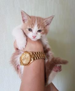 Крошечный богатырь котенок Портос в дар