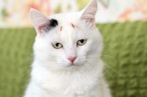 Грустинка кошечка Мяфля ищет дом