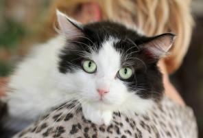 Потерянный Космос - кот, который хочет обрести семью.