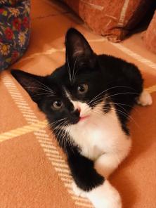 Котенок Майки, 2 месяца