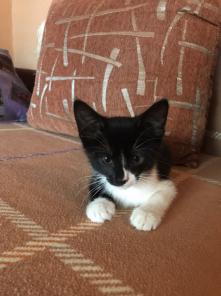 Котенок Майки, 2 месяца
